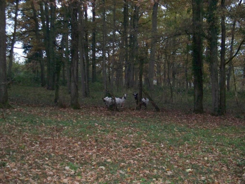 Le Pre Karvain Bed and Breakfast Couddes Buitenkant foto